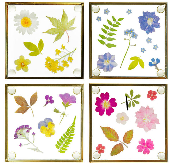 Sass & Belle Pressed Flowers Coaters