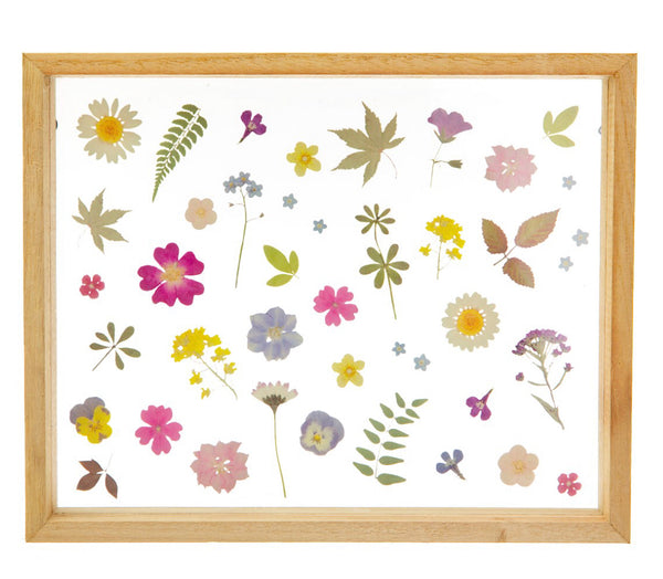 Sass & Belle Pressed Flowers Framed Wall Art