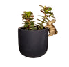 Golden Rabbit Planter