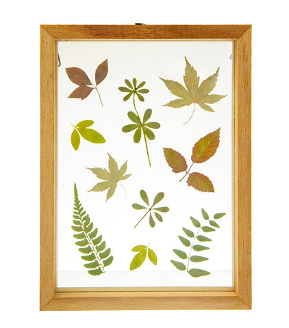 Sass & Belle Herbarium Leaves Floating Frame