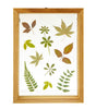 Sass & Belle Herbarium Leaves Floating Frame