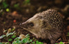 Seedball Hedgehog Mix